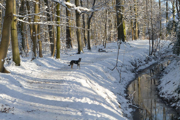 Schneespaziergang (7 Monate alt) Blade läuft auf einem verschneiten Weg im Wald an einem Bach entlang. 