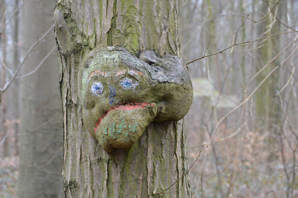 Waldgeist "Knorki" ist ein Baum, der einen dicken Knubbel am Stamm hat, der aussieht wie ein Gesicht. Damit man ihn besser erkennen kann, ist das Gesicht zusätzlich mit Farben angemalt. 