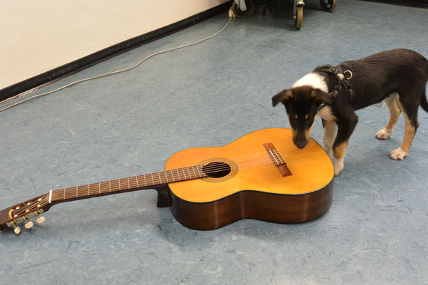 komisches Ding (9 Wochen alt) Blade untersucht eine Gitarre, die auf dem Fußboden liegt. 