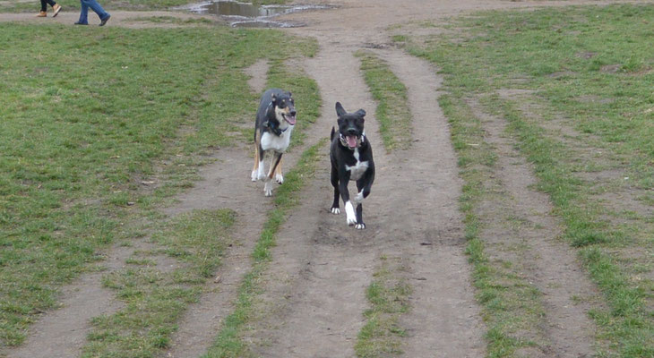 Rennen und toben mit Socke (9 Monate alt) Blade rennt mit einem schwarz-weißen Hund einen Feldweg entlang. 