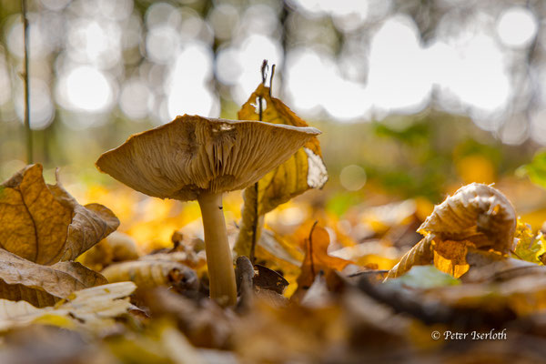 Pilze im Herbstwald, Sachsenwald, Deutschland
