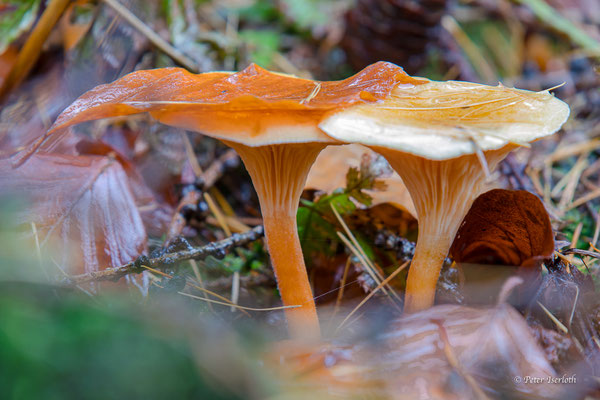 Pilze im Herbstwald, Sachsenwald, Deutschland