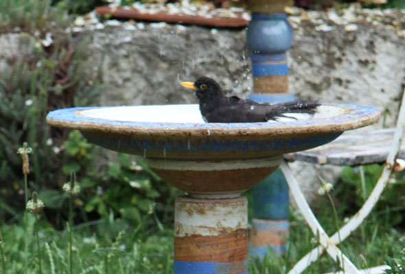 Keramikvogeltränke, Dekor Santorin ø ca. 50 cm, h ca. 75 cm mit  Amsel beim Baden