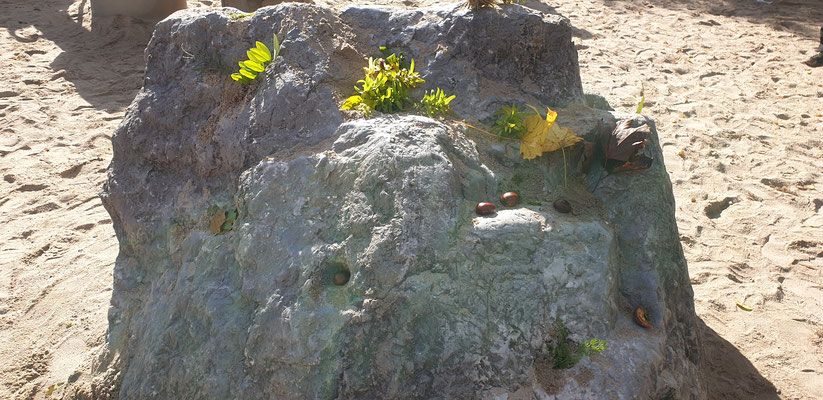 Verschiedene Blätter und Nüsse wurden auf einen Stein drapiert.