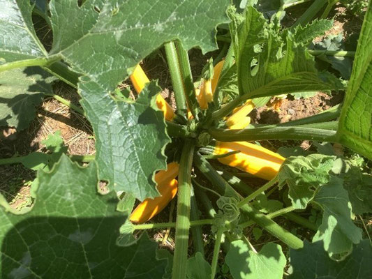 Leuchtend gelbe Zucchini hängen an einer Pflanze.