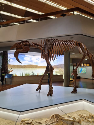 Ein Skelett eine großen Tieres mit langenSäbelzähnen.