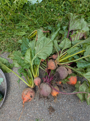 Geerntete rote und gelbe Beete liegt neben dem Feld.
