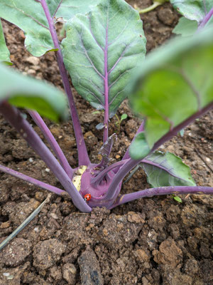 Eine Kohlrabipflanze steckt in der Erde. Auf der Knolle sitzt ein Marienkäfer.