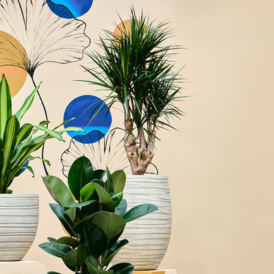 Dracaena marginata