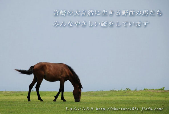 都井岬の野生馬たちに逢ってきました。