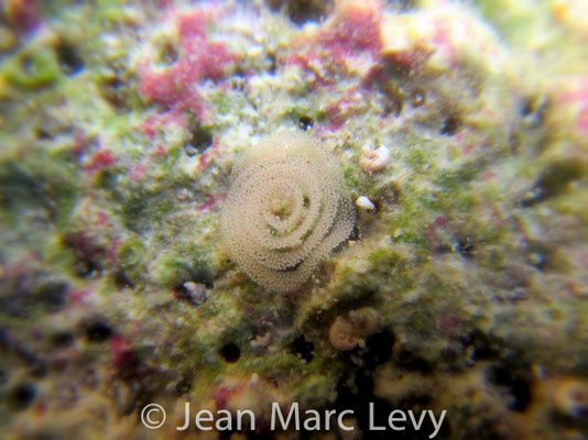 Flabellina bicolor