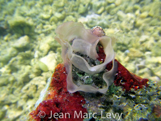 Dendrodoris nigra