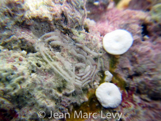 Embletonia gracilis 