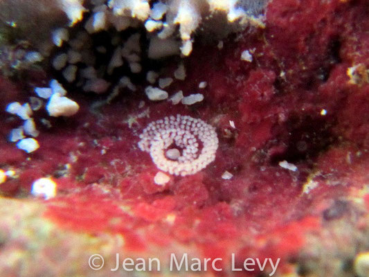 Herviella albida