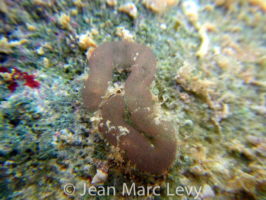 Bulla sp.