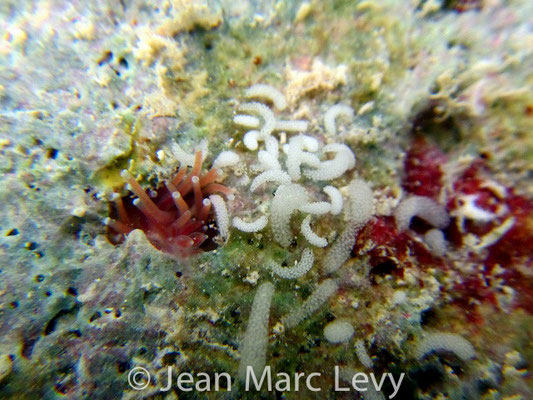 Tergipes sp. 1