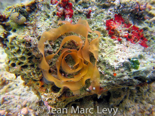 Dendrodoris nigra