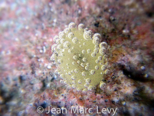Smaragdinella calyculata