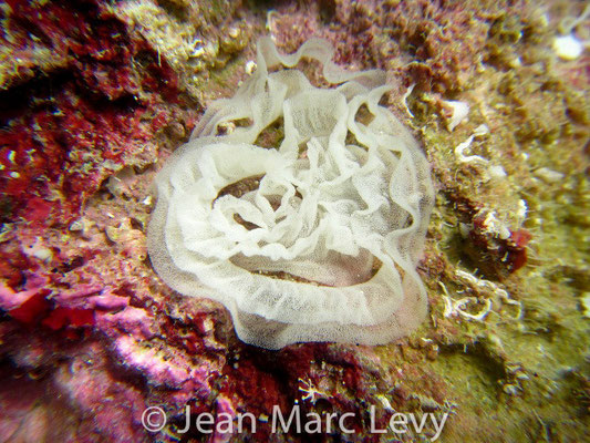 Dendrodoris elongata