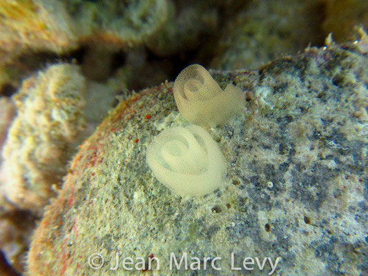 Berthellina delicata