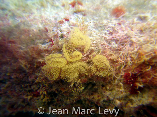 Phestilla lugubris