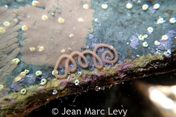 Stylocheilus striatus