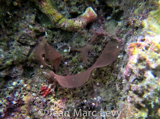 Dendrodoris nigra