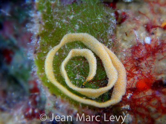 Risbecia tryoni