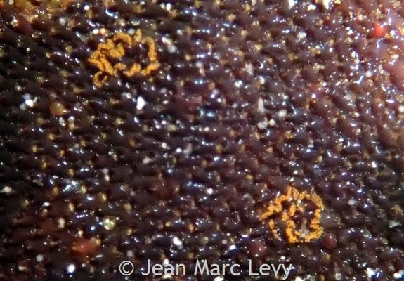 Madrella ferruginosa