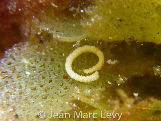 Chromodoris albonares