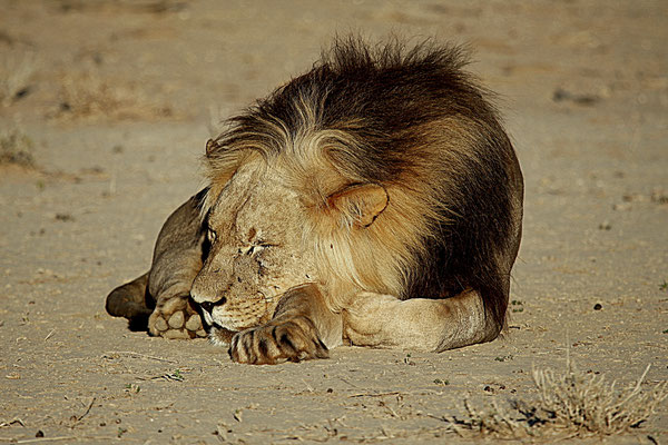 Peter Sekyra - Kalahari Löwe