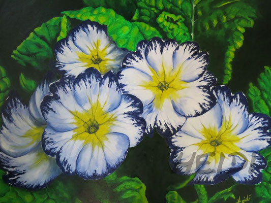 Primeln    60x80      180,-
