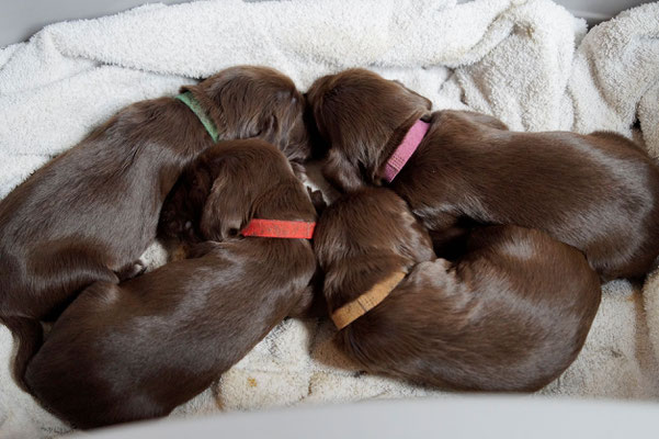 Sweetbriar kennel puppies on sale