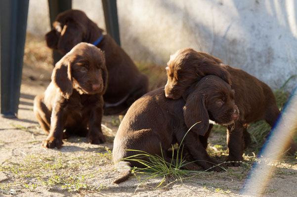 Sweetbriar kennel puppies 2025