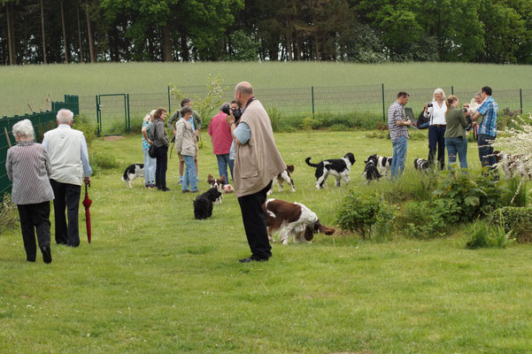 News 2016 Part 1 Kennel Vom Belauer See Fci Www Field Spaniels De Www Springer Spaniels De