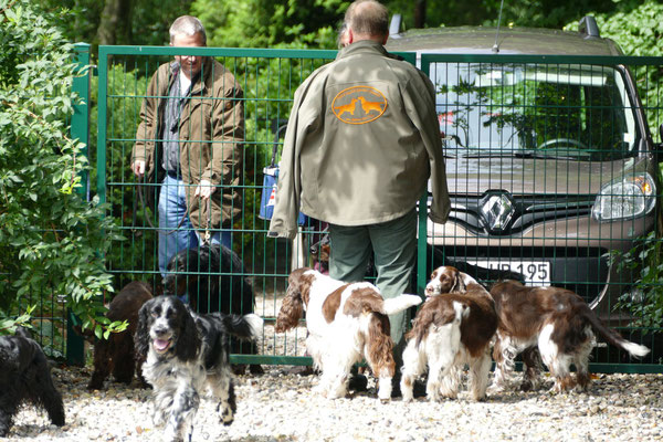 Aktuelles 2017 Teil 1 Kennel Vom Belauer See Fci Www Field Spaniels De Www Springer Spaniels De