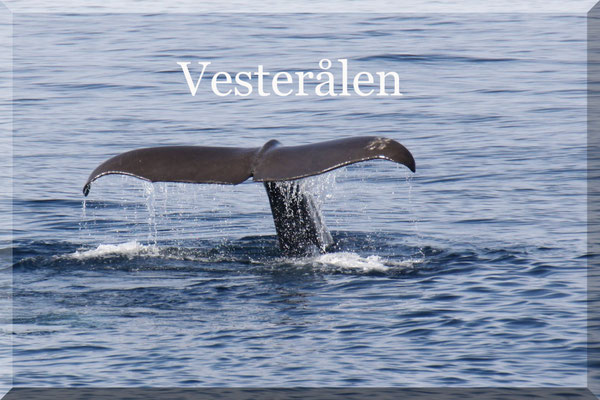 Vesterålen  