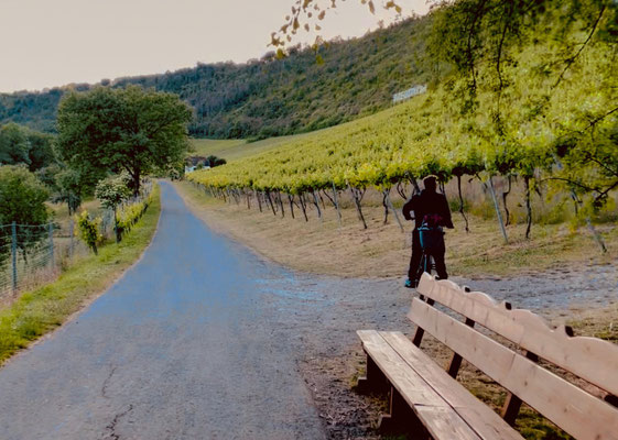 Saaleradweg durch die Weinregion Saale-Unstrut