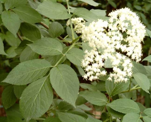 sambucus nigra, sommerliche Holderblüte