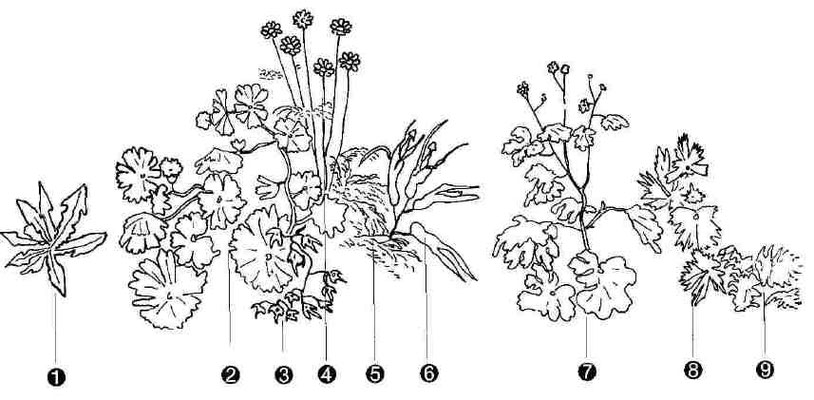 Die Blumen aus der Bamberger Himmelfahrt (Legende s.Text)