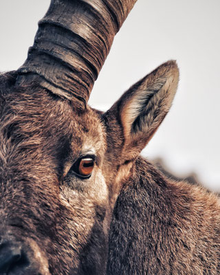 Steinbock Berner Oberland