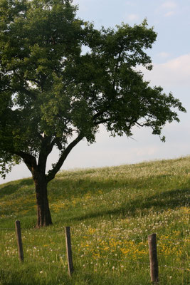 In den Buchen - Essingen