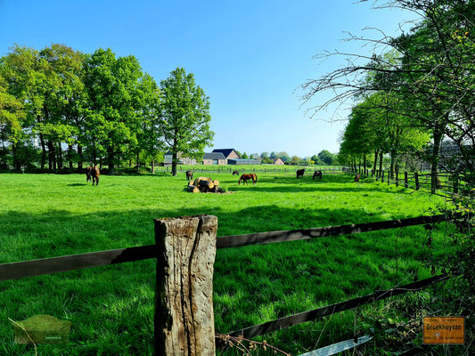 02.05.2022 - Kaesenpaschweg, 47669 Wachtendonk - 51.408433 N,  6.296445 E