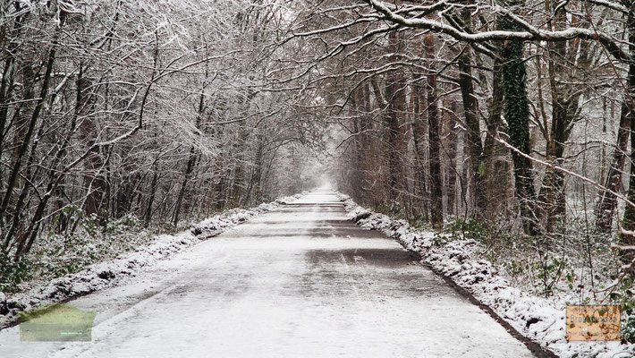 09.01.2025 Venloer Heide