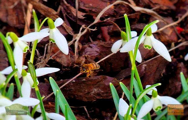 22.02.2023 - Frühlingsboten