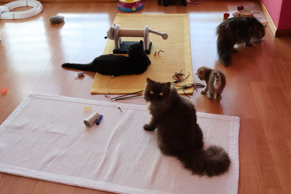 Ganz schön viel Betrieb im Kittenzimmer