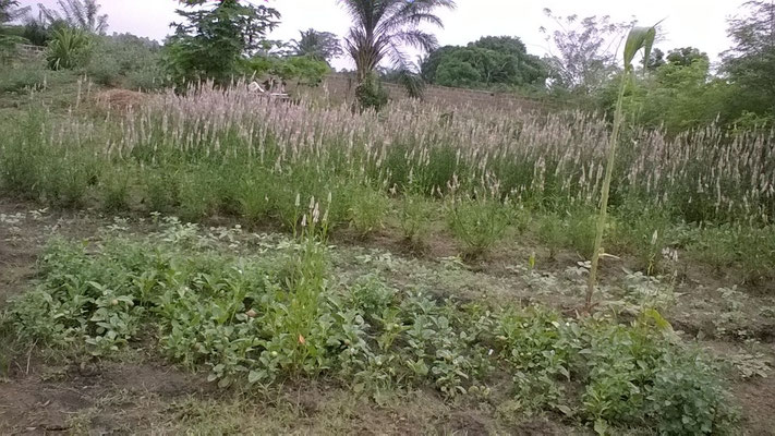 Le jardin avec épinards servant de semences