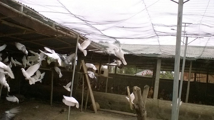 Les pigeons du Casa se divertissent