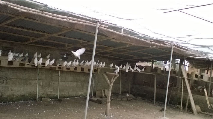 Les pigeons du Casaau repos