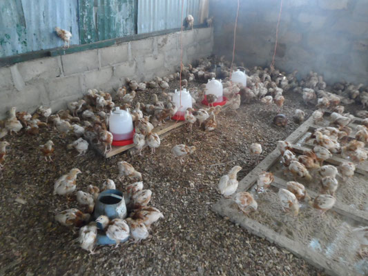 Les poussins Hollandais